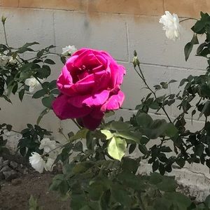 Meet your Posher, Rose